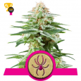 White Widow - Royal Queen Seeds